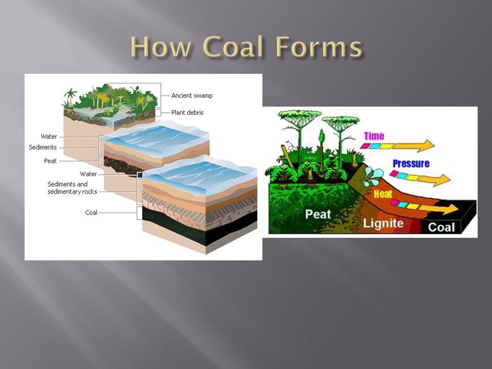 How Coal Forms
