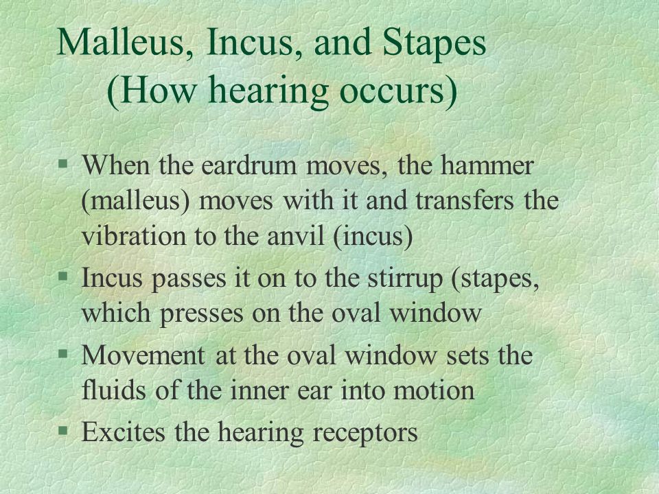 Malleus, Incus, and Stapes (How hearing occurs)