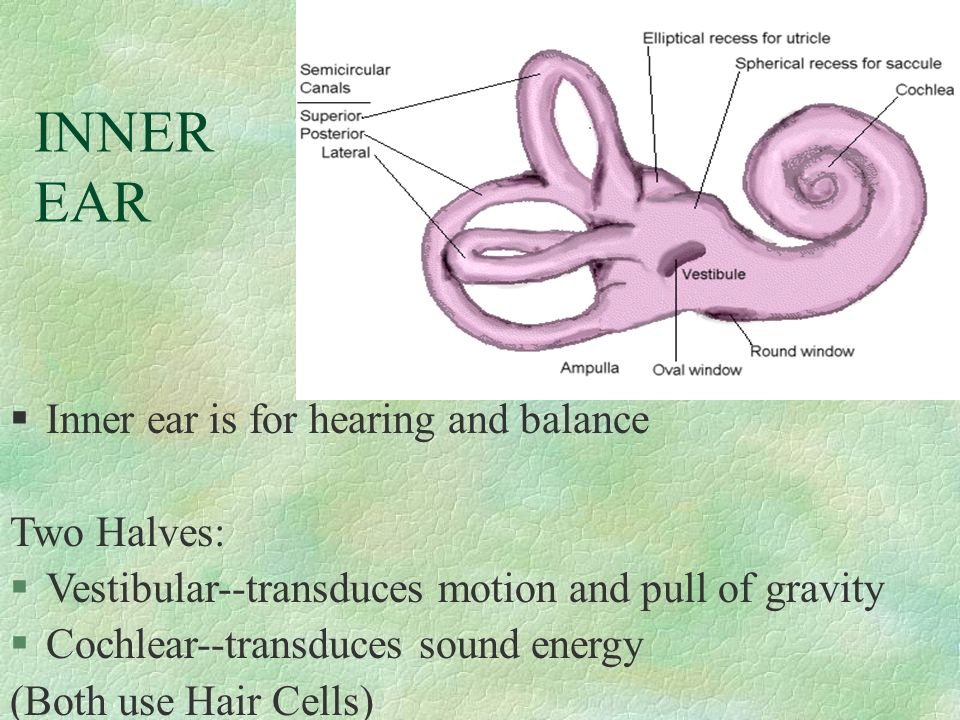 INNER EAR Inner ear is for hearing and balance Two Halves: