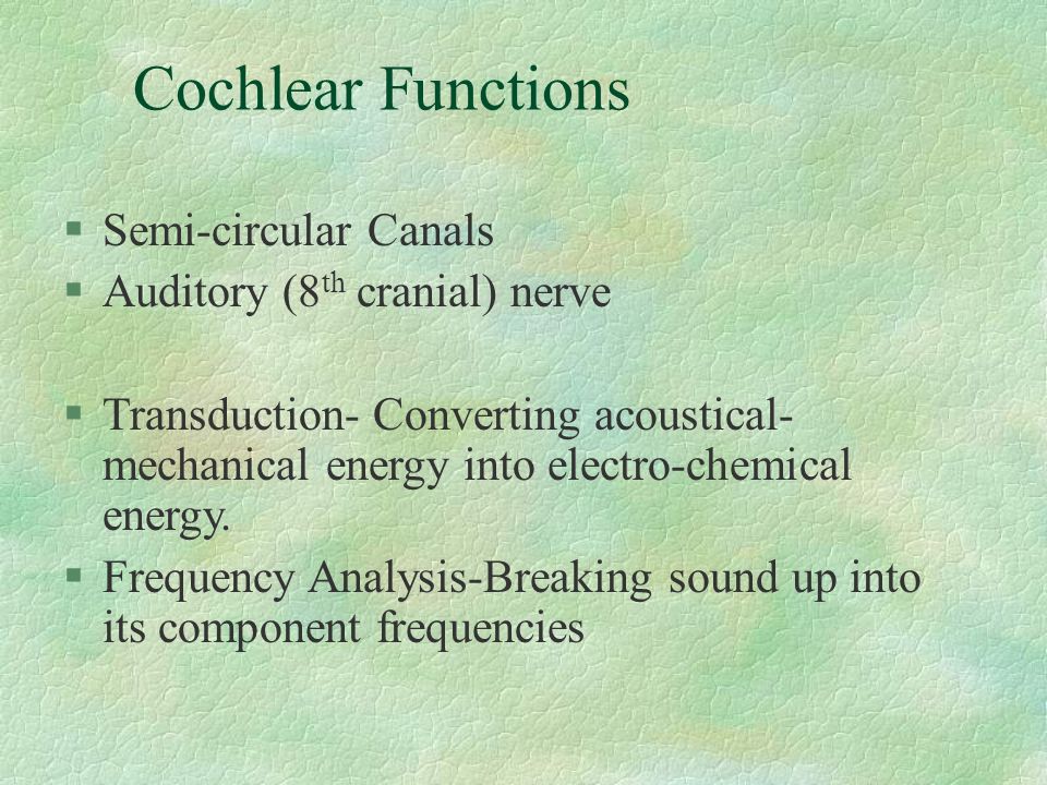Cochlear Functions Semi-circular Canals Auditory (8th cranial) nerve