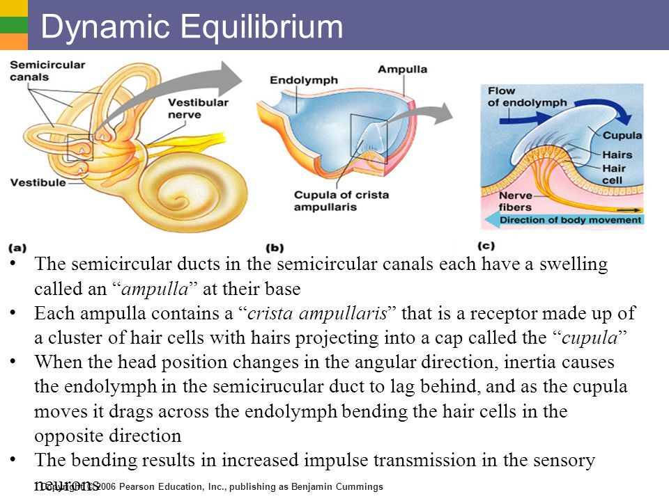 Dynamic Equilibrium The semicircular ducts in the semicircular canals each have a swelling called an ampulla at their base.