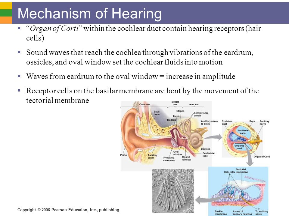 Mechanism of Hearing Organ of Corti within the cochlear duct contain hearing receptors (hair cells)