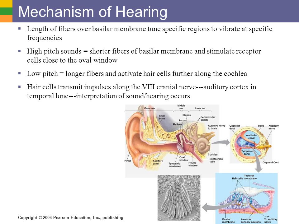 Mechanism of Hearing Length of fibers over basilar membrane tune specific regions to vibrate at specific frequencies.