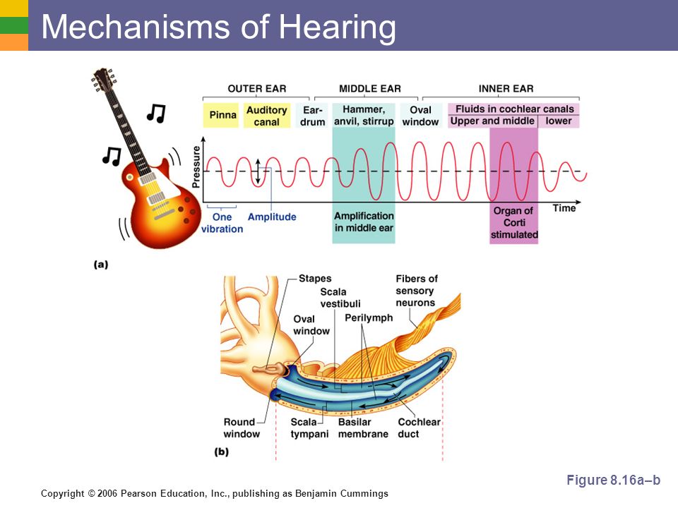 Mechanisms of Hearing Figure 8.16a–b