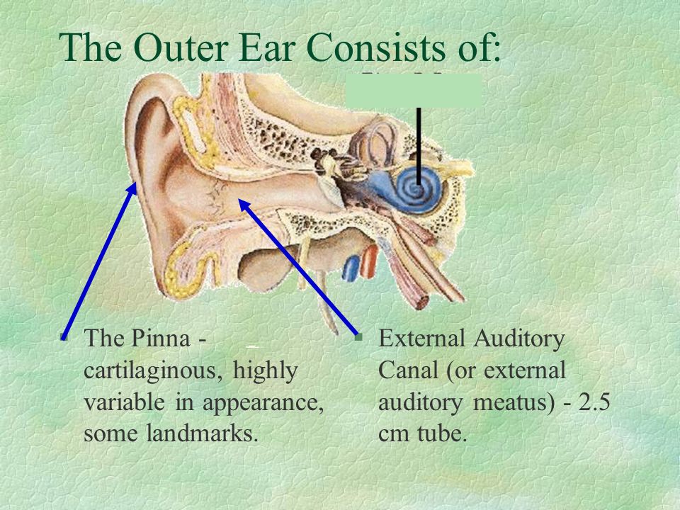 The Outer Ear Consists of: