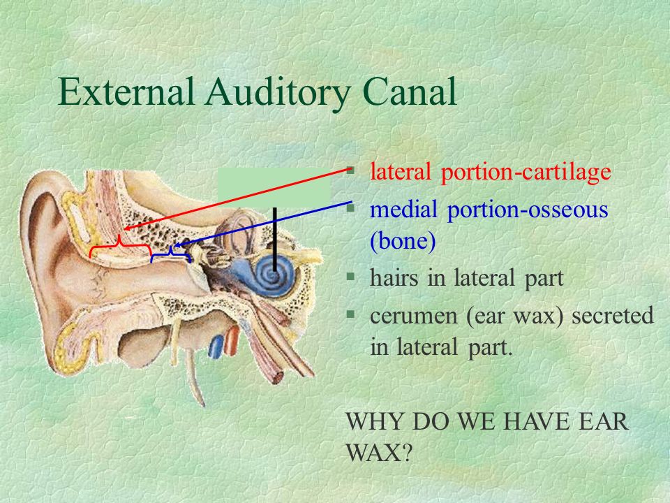 External Auditory Canal