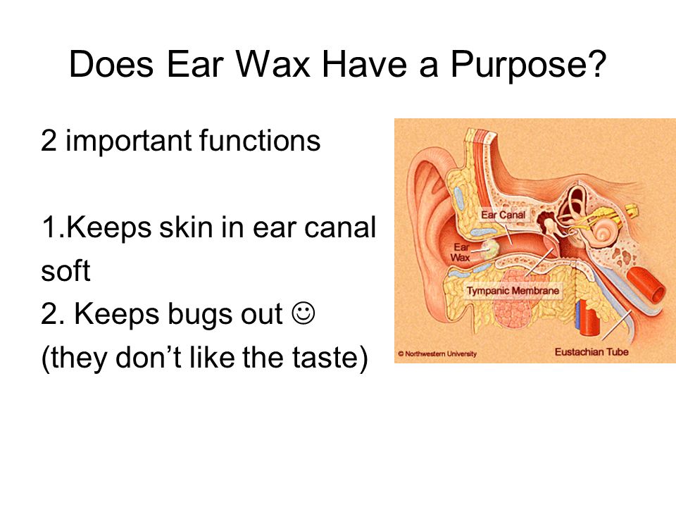 Does Ear Wax Have a Purpose