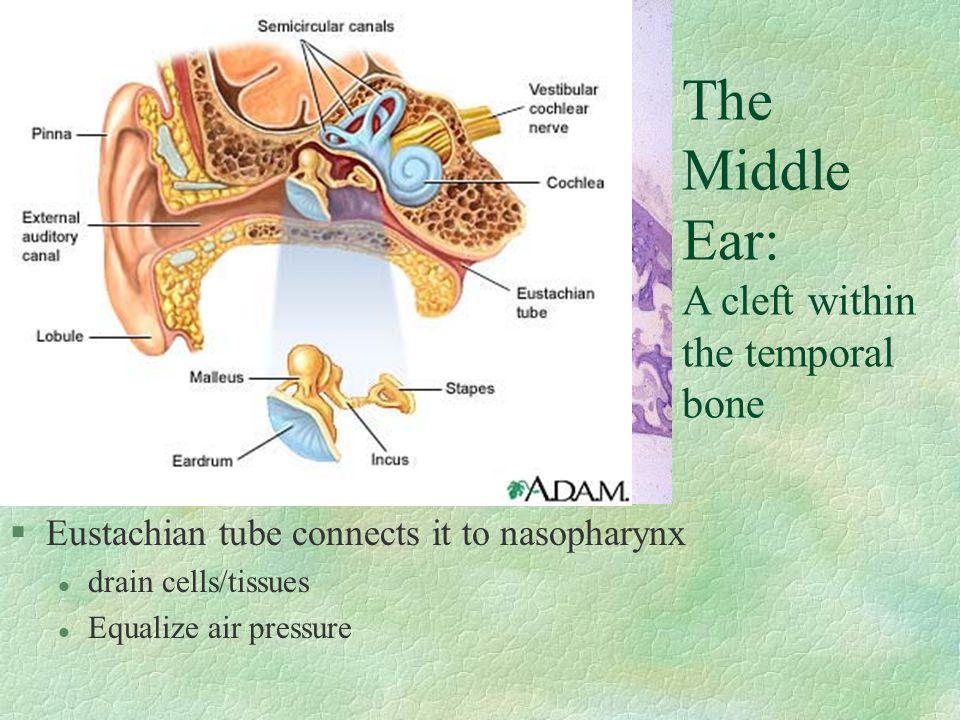 The Middle Ear: A cleft within the temporal bone