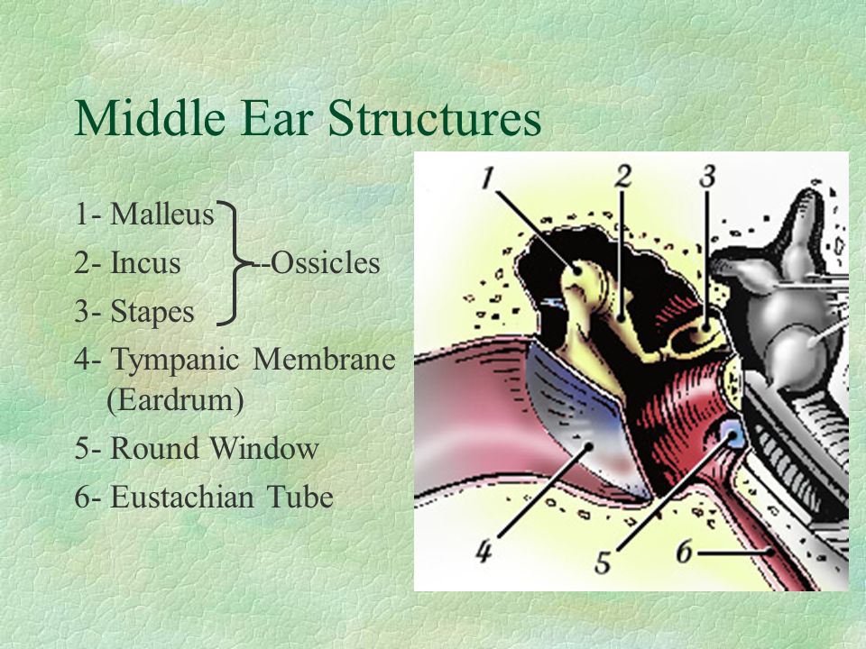 Middle Ear Structures 1- Malleus 2- Incus --Ossicles 3- Stapes