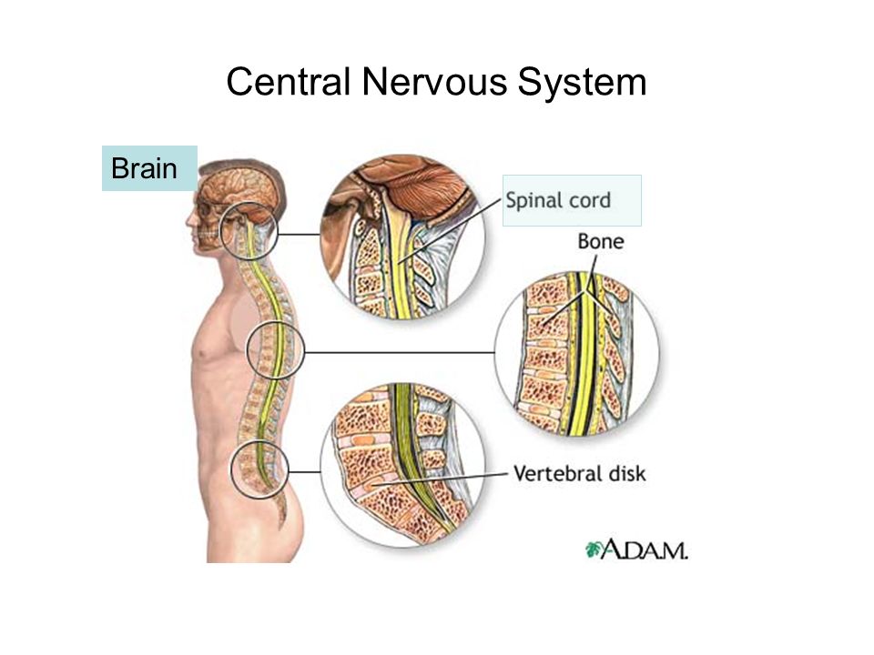 Structure of the nervous system - ppt video online download