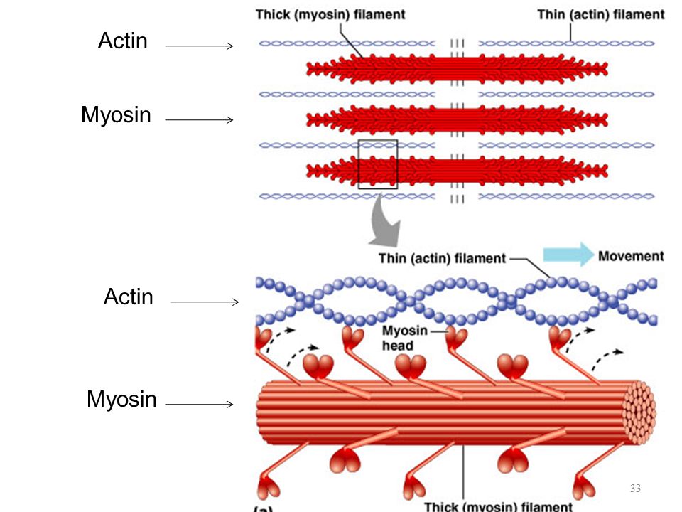 Актин и миозин рисунок