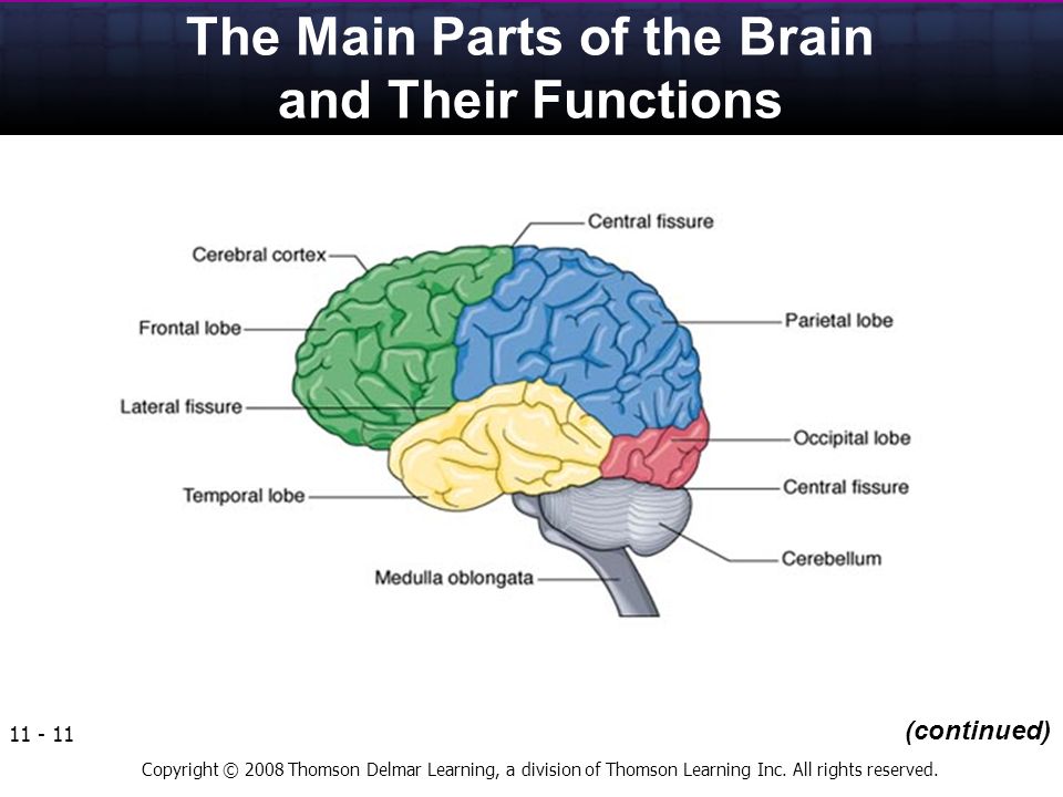Main brain. Main Parts of the Brain. Parts of Brain and their function. The main functions of the Brain Lobes. Right Part of the Brain.