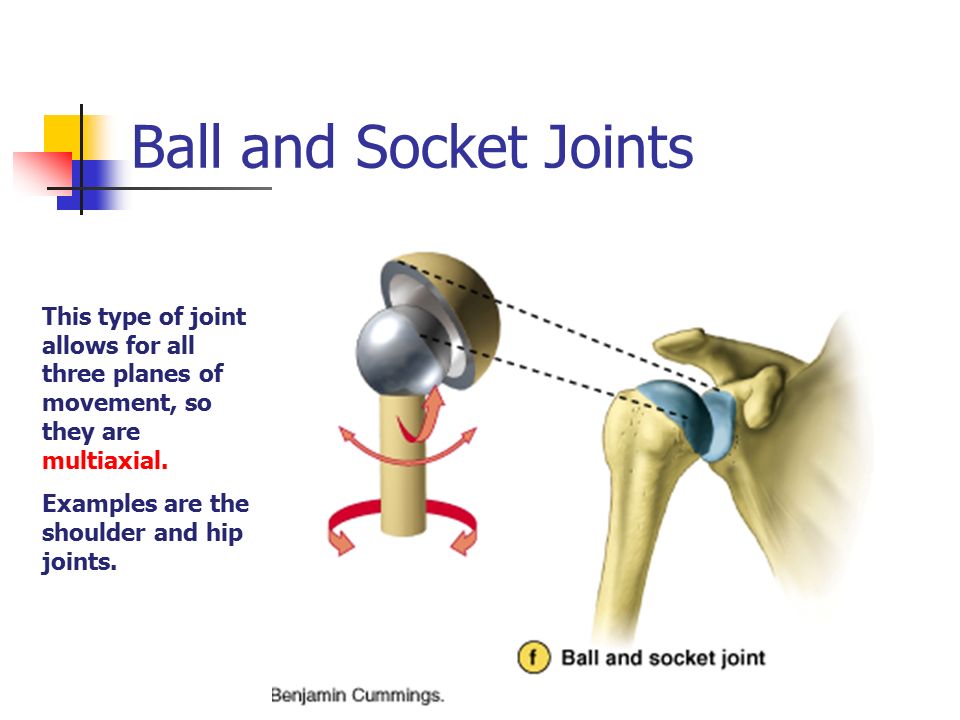 Joints And Articulations Ppt Video Online Download