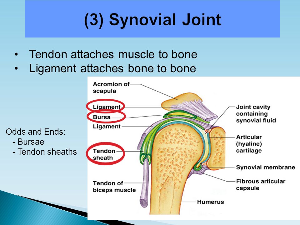 Muscles joints. Synovial Sheath Bursa. Tendinous Sheath. Synovial 1 препарат аналоги. Bones Bone attach.
