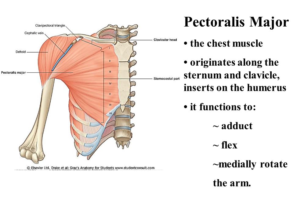 Pectoralis Major * the chest muscle.