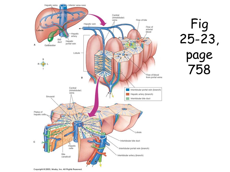 Глиссонова капсула. Печень анатомия Неттер. Глиссонова капсула анатомия. Liver structure. Анатомия и физиология печени долька.