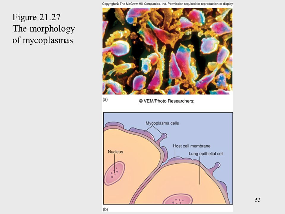 Figure The morphology of mycoplasmas