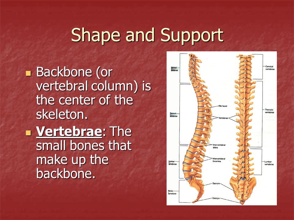 The Skeletal System Ppt Video Online Download