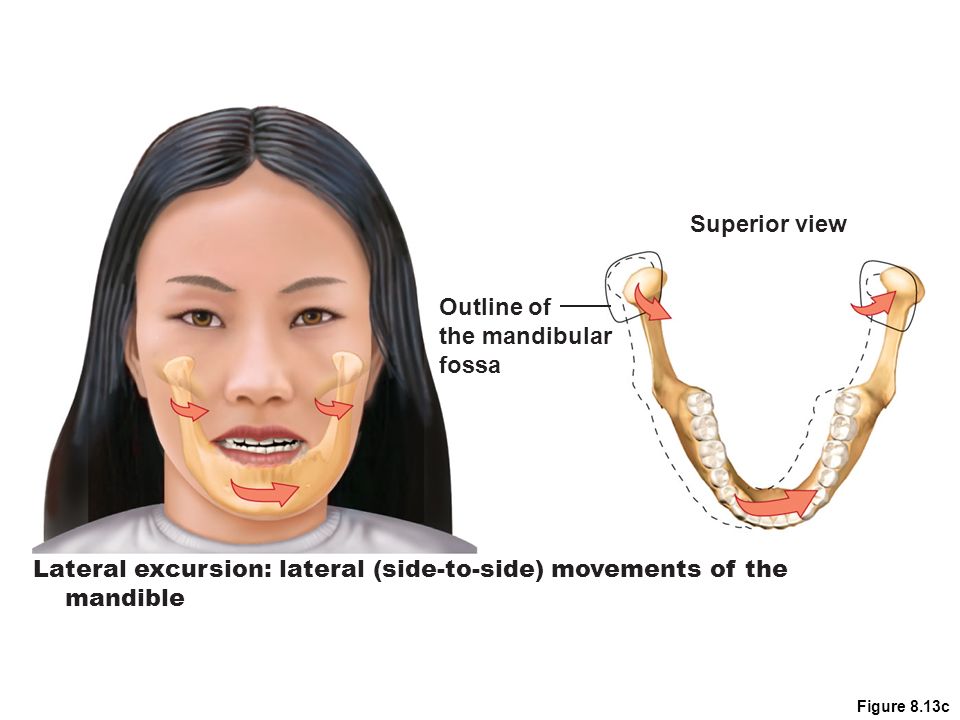 Lateral Movements of mandibular. Superior view перевод