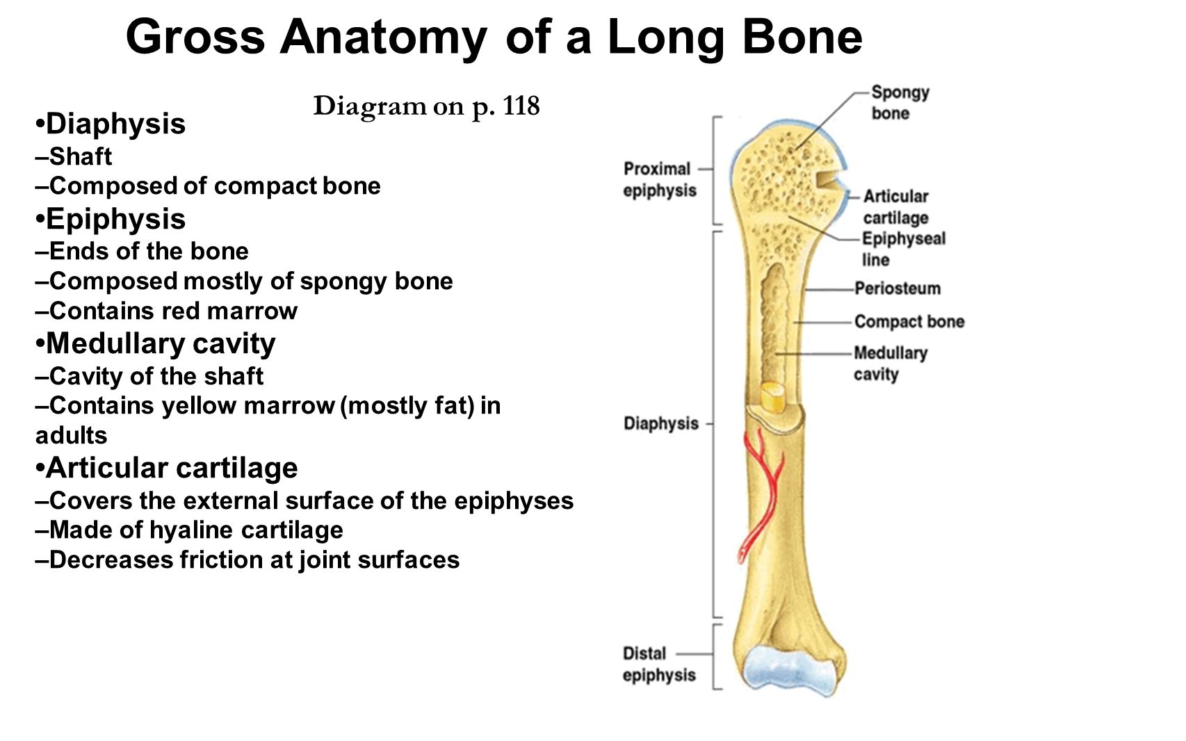 Long bone