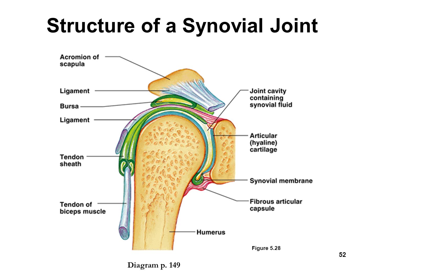 The shoulder joint part a drag the labels onto the diagram to ident...