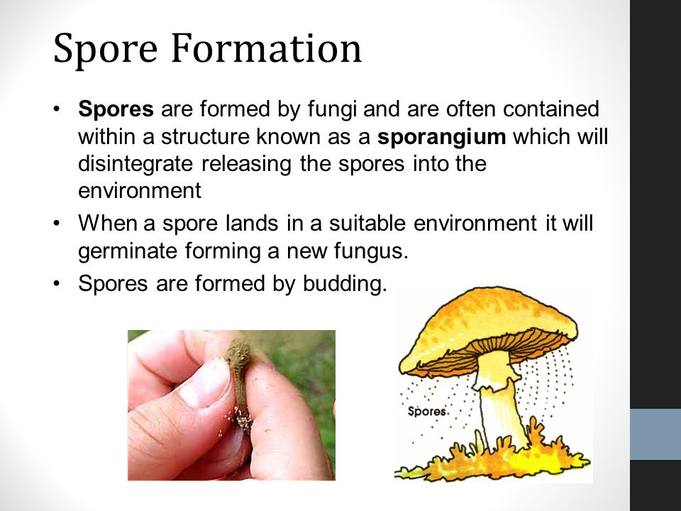 Spore Formation