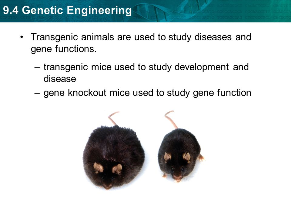 Transgenic animals are used to study diseases and gene functions.