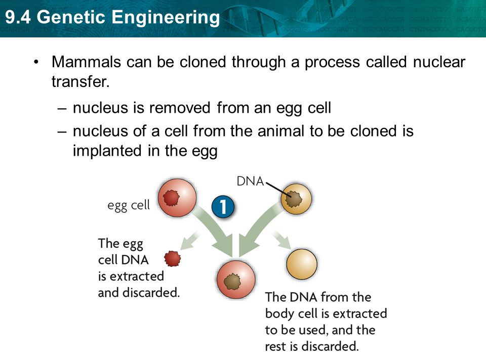 Mammals can be cloned through a process called nuclear transfer.