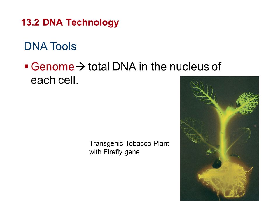 Genome total DNA in the nucleus of each cell.