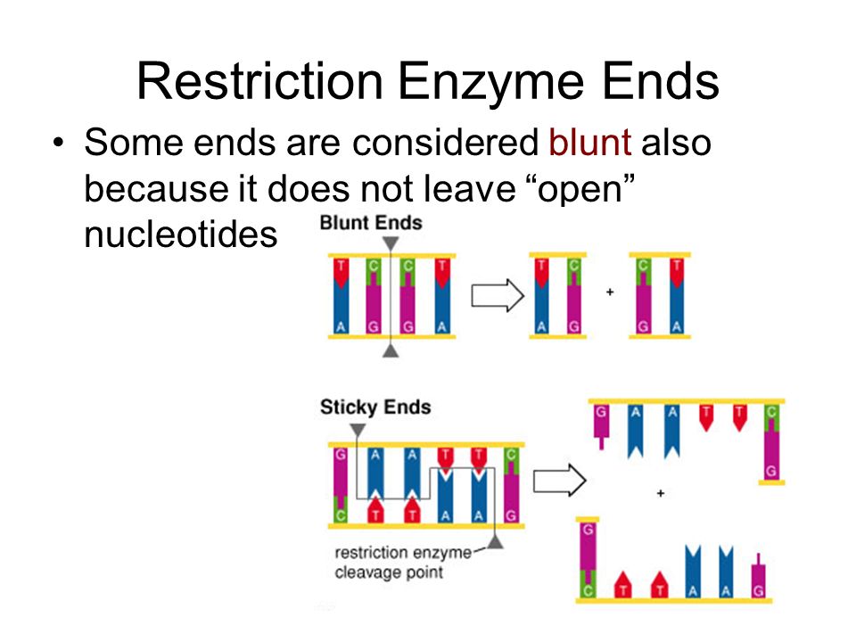 Restriction Enzyme Ends