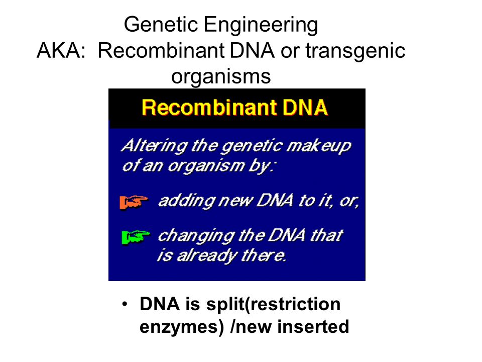 Genetic Engineering AKA: Recombinant DNA or transgenic organisms