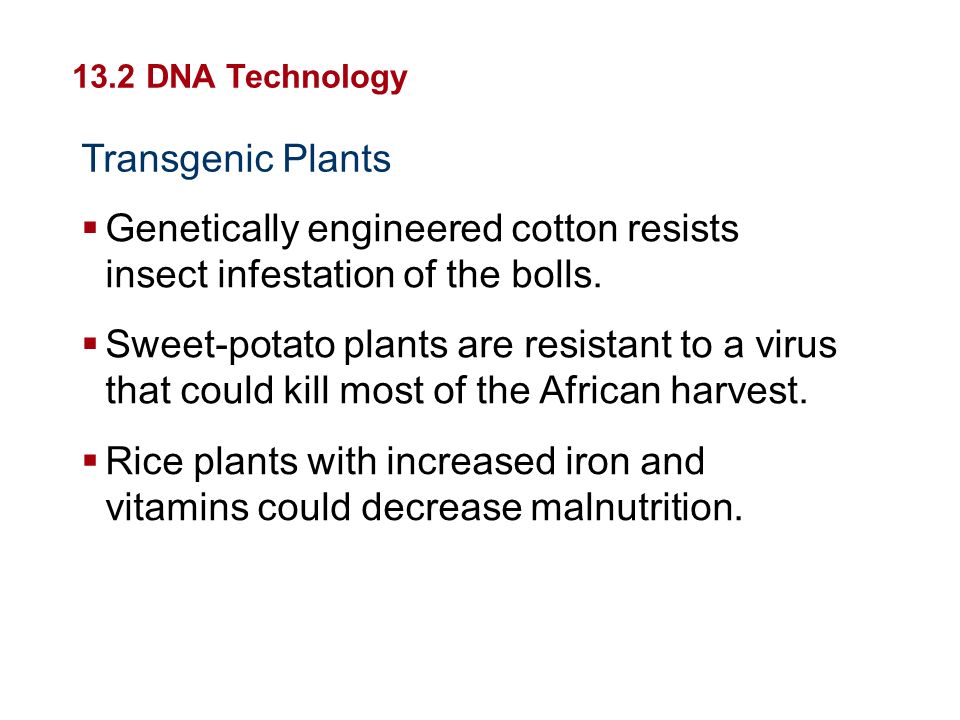 Genetically engineered cotton resists insect infestation of the bolls.