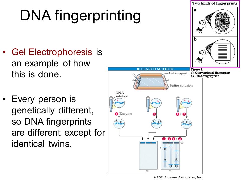 DNA fingerprinting Gel Electrophoresis is an example of how this is done.