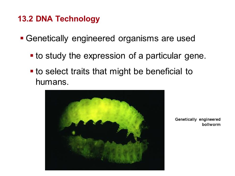 Genetically engineered organisms are used