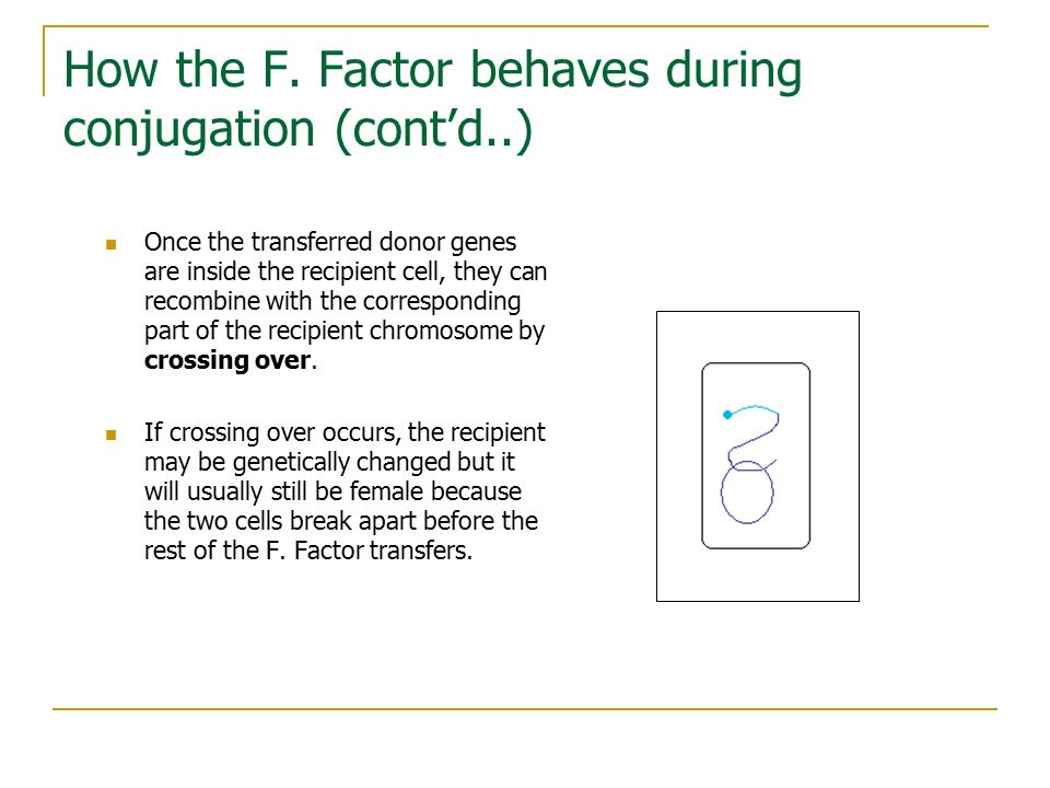 How the F. Factor behaves during conjugation (cont’d..)