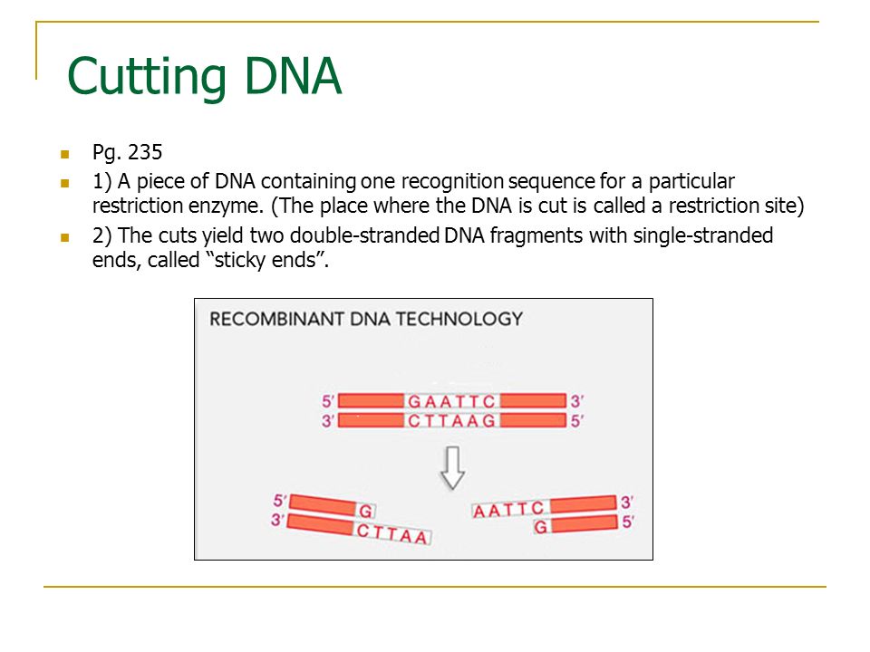 Cutting DNA Pg
