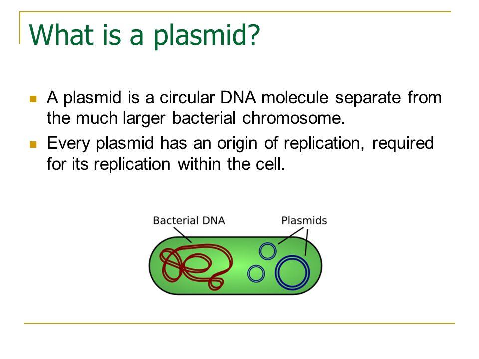 What is a plasmid A plasmid is a circular DNA molecule separate from the much larger bacterial chromosome.