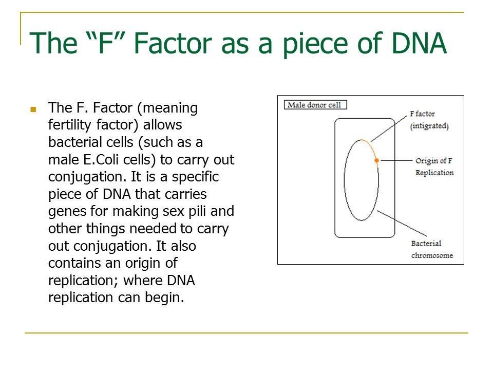 The F Factor as a piece of DNA