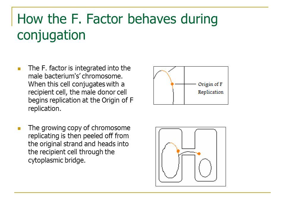 How the F. Factor behaves during conjugation