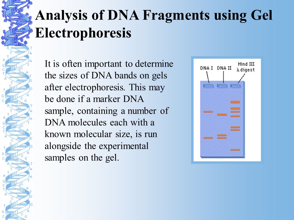 Реферат: Dna Electropherises Essay Research Paper DNA electrophoreses