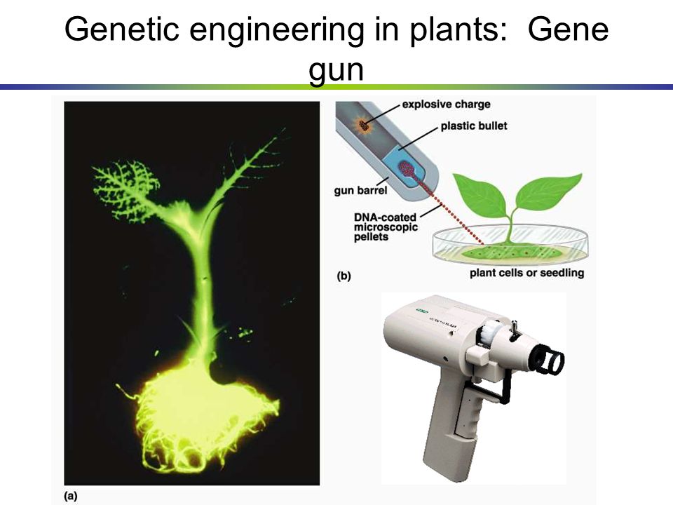 Engine plants. Генная пушка. Метод генной пушки. Genetic Engineering of Plants. Генная инженерия схема.