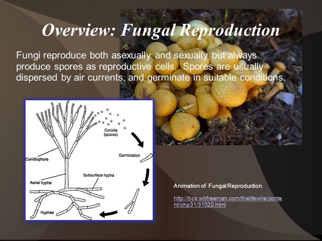 Reproduction of Microorganisms - ppt video online download
