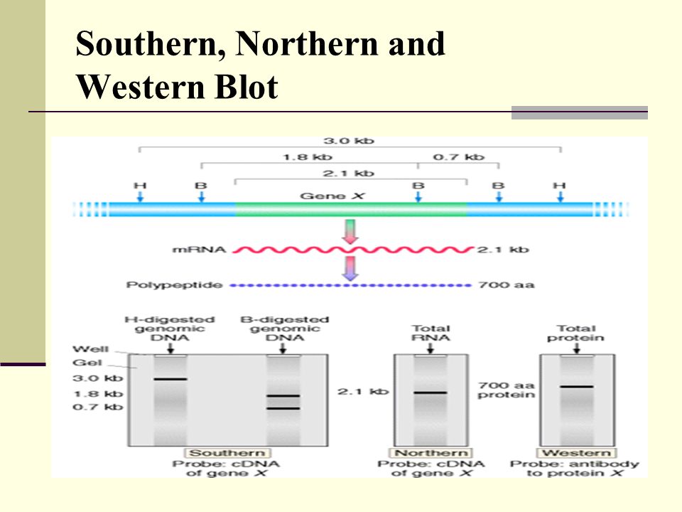 Southern, Northern, western Blot - ppt download