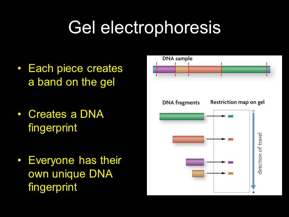 Gel electrophoresis Each piece creates a band on the gel