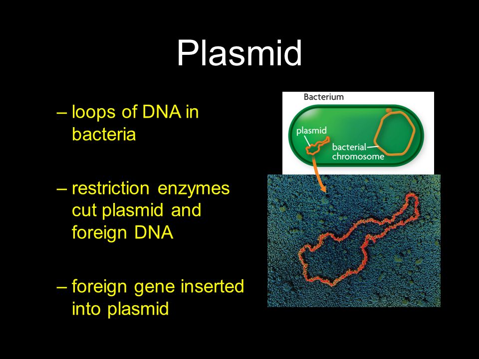 Plasmid loops of DNA in bacteria