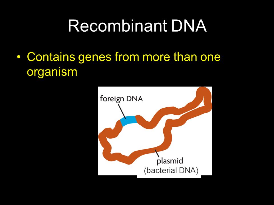 Recombinant DNA Contains genes from more than one organism
