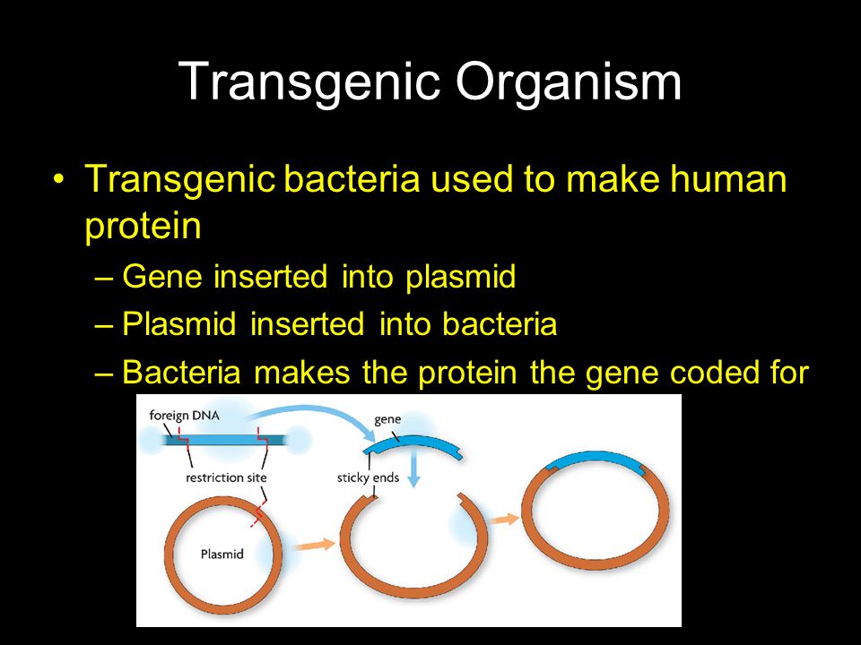 Transgenic Organism Transgenic bacteria used to make human protein
