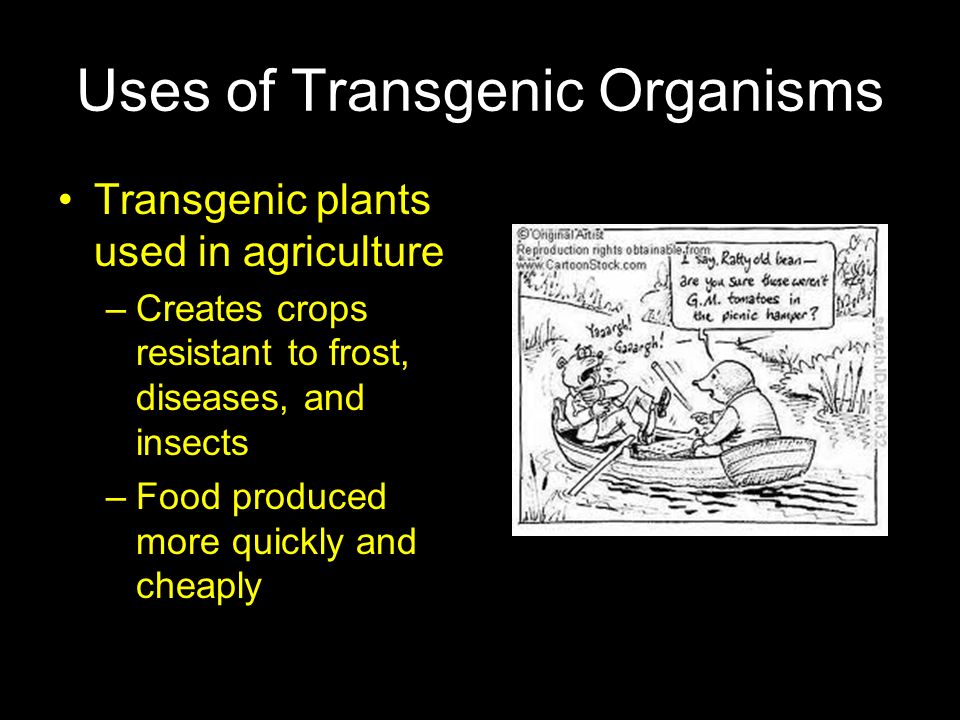 Uses of Transgenic Organisms