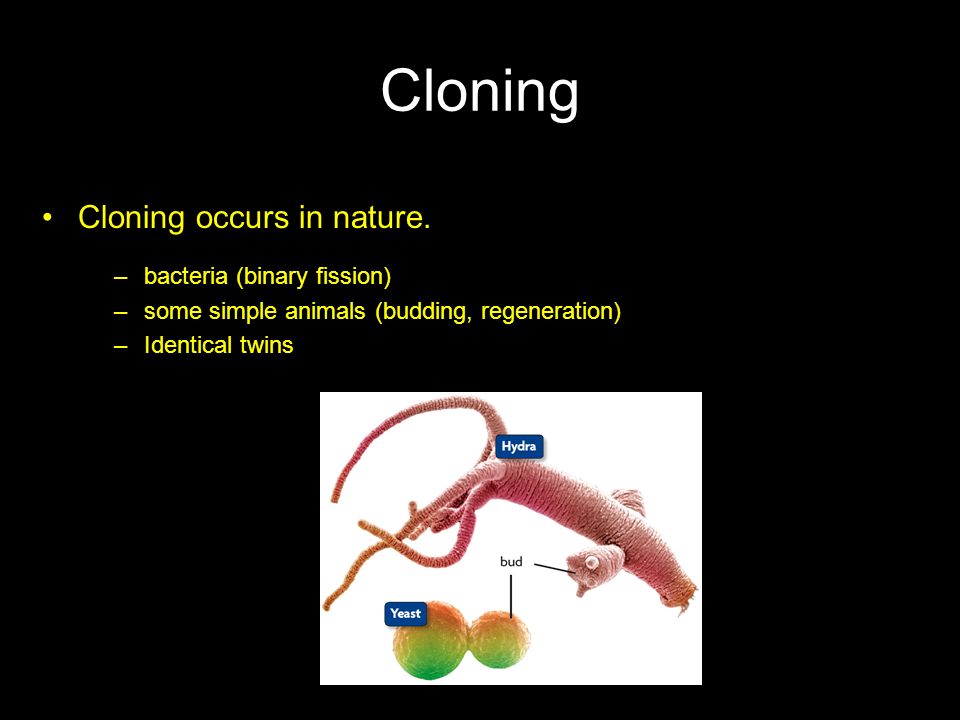 Cloning Cloning occurs in nature. bacteria (binary fission)