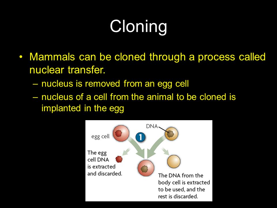 Cloning Mammals can be cloned through a process called nuclear transfer. nucleus is removed from an egg cell.